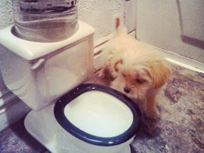 Toilet Bowl Pet Drinking Fountain