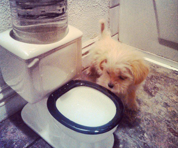 Toilet Bowl Pet Drinking Fountain