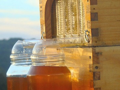 Honey Collecting Beehive