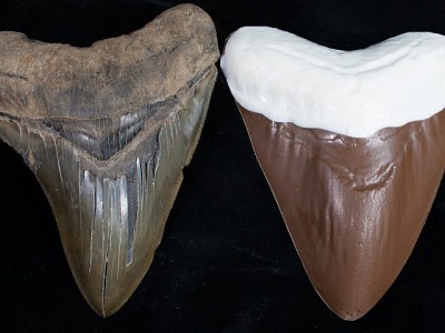 Chocolate Megalodon Shark Tooth